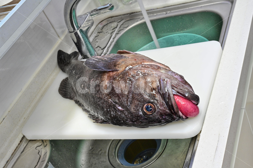 우럭,물고기,낚시,대물,볼락낚시,수산물,해산물,fishery products,seafood
