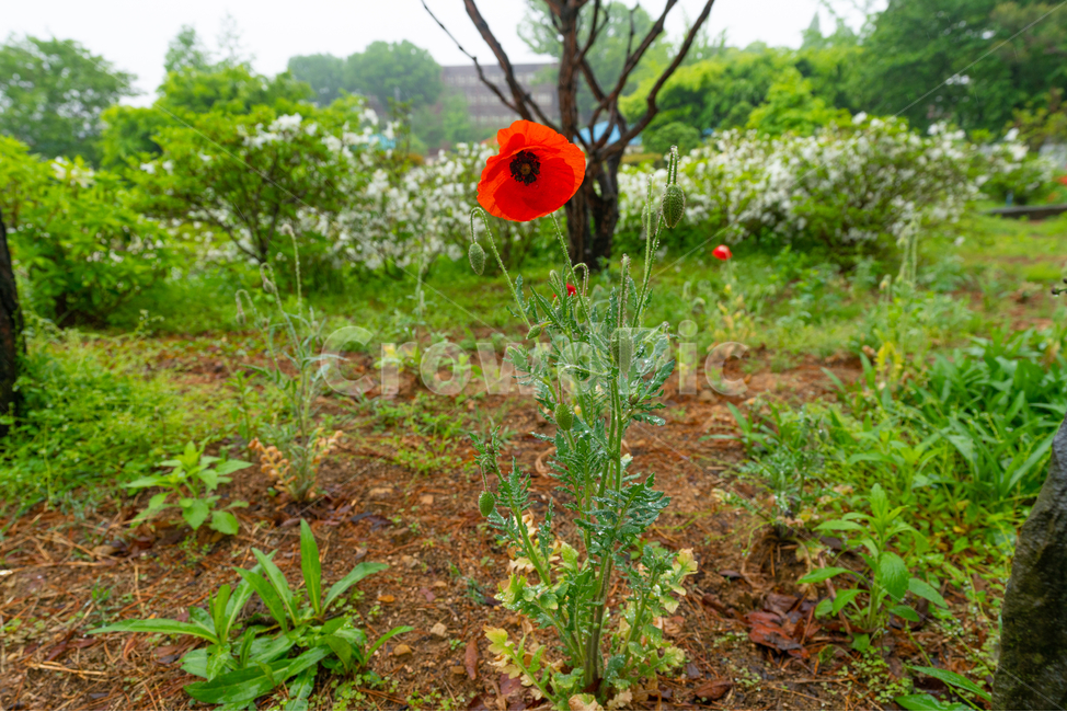 양귀비,한송이,풀,자연,opiumpoppy,식물,자연,plants,nature,꽃,flower
