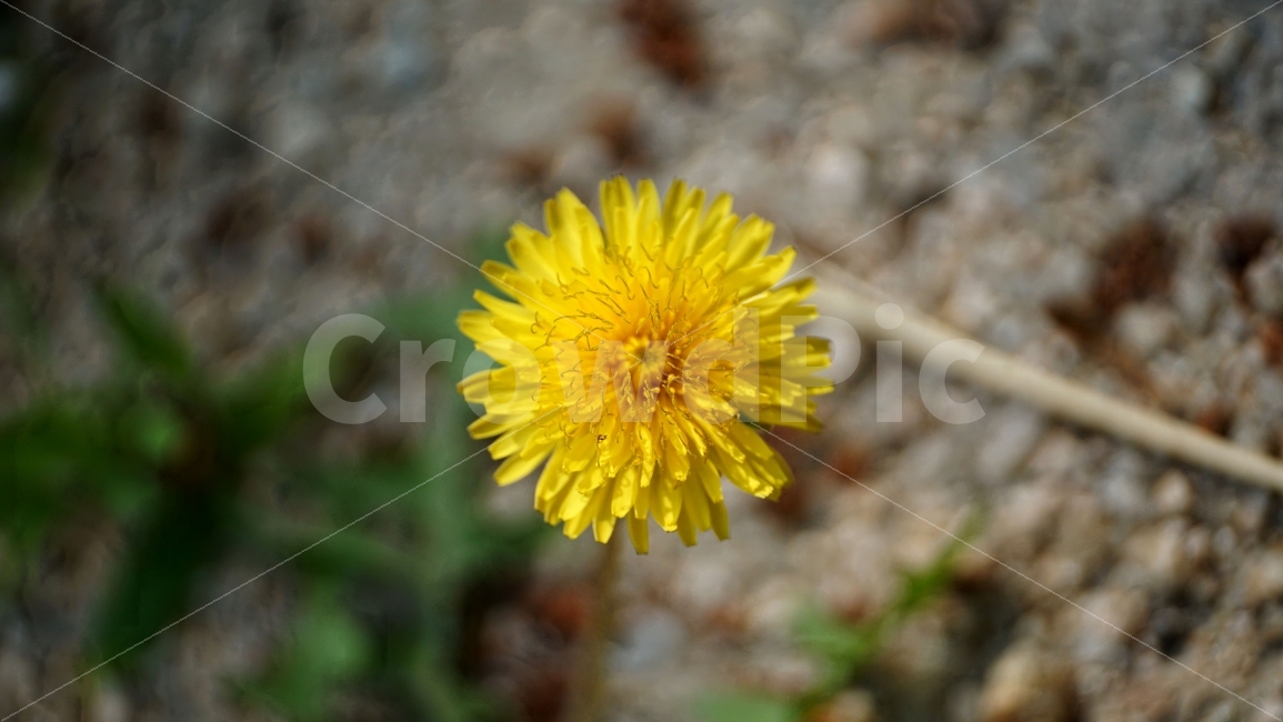 민들레,꽃,식물,자연,플라워,nature,flower,Dandelion,꽃사진,plants,풍경,landscape,접사,macro,봄,spring,계절,season,감성,힐링,healing,스냅,snap,식물,자연,plants,nature,꽃,flower