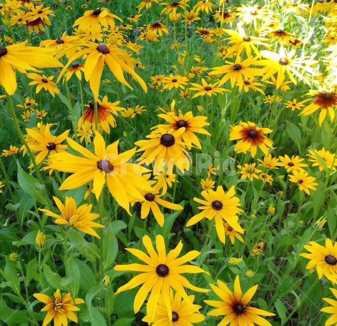 루드베키아,coneflower,노란색꽃,식물,천인국,꽃