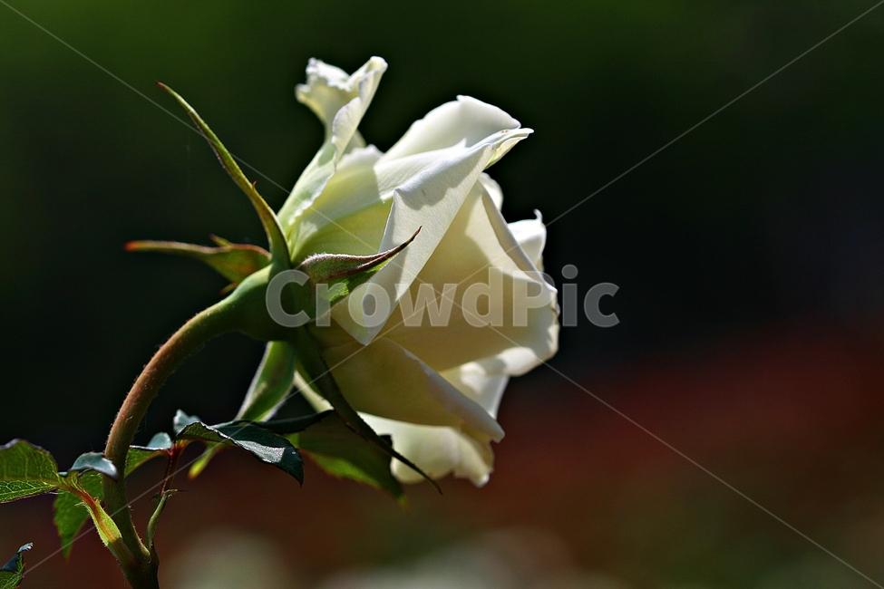 장미,꽃,배경,자연,플라워,식물,자연,plants,nature,꽃,flower
