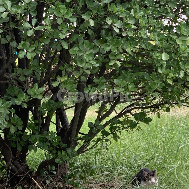 고양이,동물,길고양이,코리안숏헤어,cat,anima