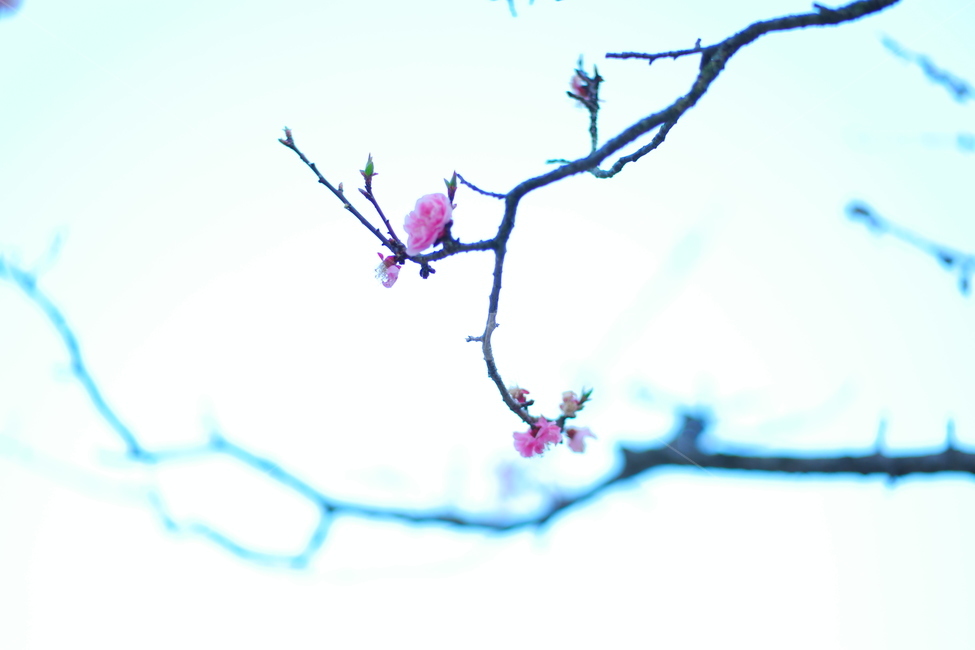 매화,홍매화,꽃,근접,봄꽃,분홍꽃,봄,계절,spring,season,식물,자연,plants,nature,꽃,flower,plant,blossom