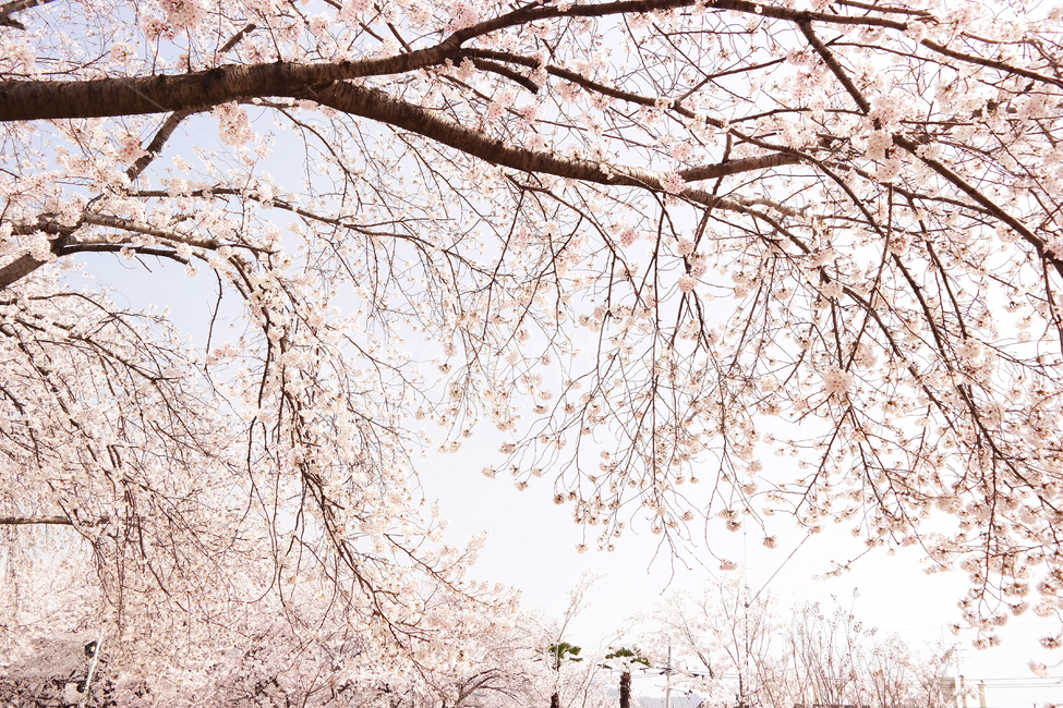 벚꽃,blossom,flower,spring,봄꽃,나무,식물,사쿠라,korea,풍경,봄,자연,season,plants,nature,경치,야외,cherryblossom,식물,자연,plants,nature,꽃,flower
