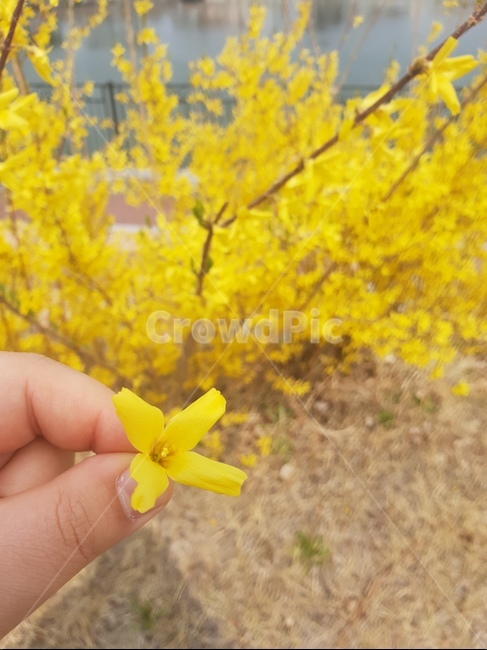 개나리,노란색,꽃,자연,봄