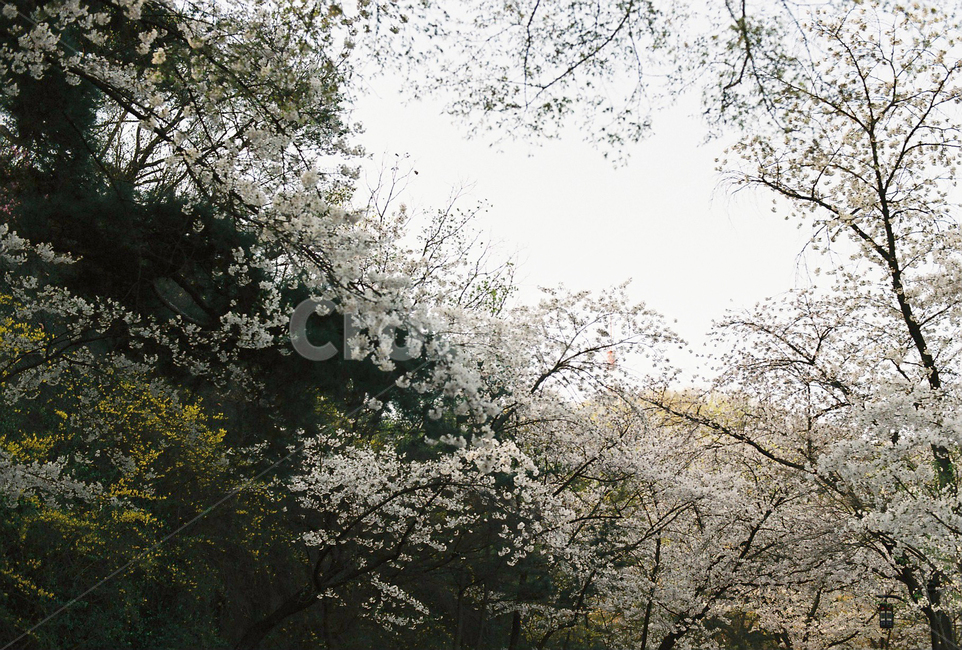 벚꽃,벚나무,cherryblossom,봄,4월,꽃,식물,자연,풍경,꽃잎,나무,sakura,spring,flower,계절,봄,계절,spring,season,자연,풍경,nature,landscape,plant,blossom,cherry blossom