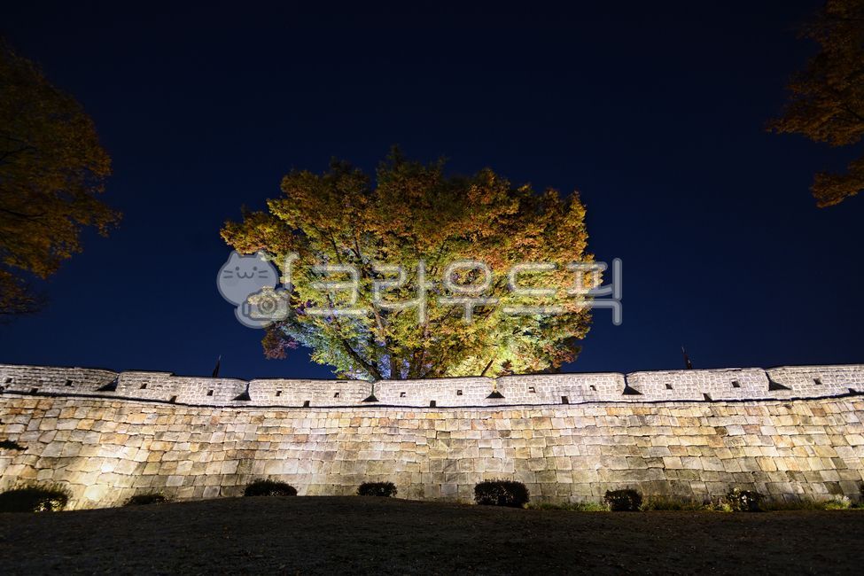 수원화성,수원,야경,수원야경,세계문화유산,한국,대한민국,성곽,나무,벽