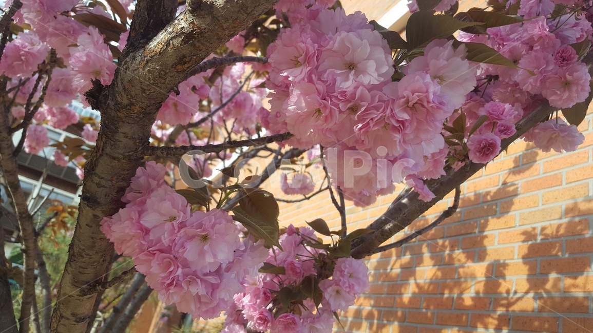 꽃,flower,식물,겹벚꽃,왕벚꽃