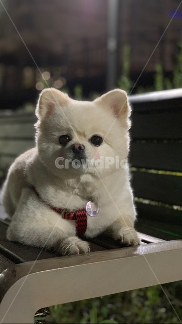 강아지,개,반려견,애완견,흰색털,흰털,흰털강아지,포메라니언,포메라니안,벤치,dog