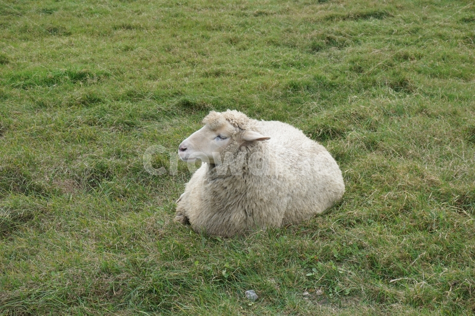 양,초원,양떼목장,잔디,동물,동물,animal,포유류,mammal