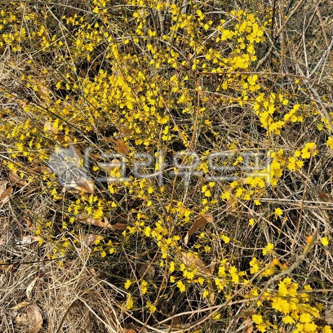 영춘화,봄꽃,노란꽃,봄의전령사,춘화,개나리꽃나무,flower,blossom,초목