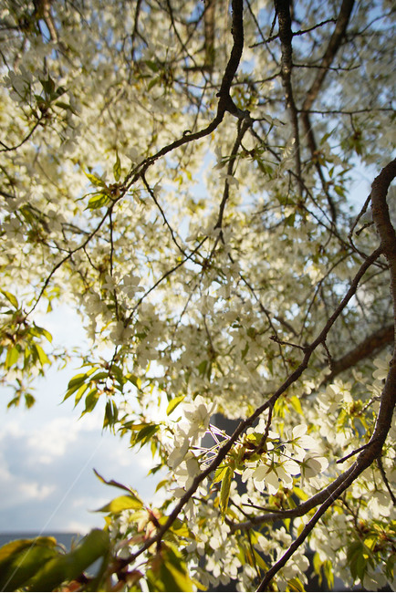 벚꽃,봄꽃,꽃,햇빛,햇살,하늘,구름,자연,봄,나무,봄,계절,spring,season,식물,자연,plants,nature,꽃,flower,leaf,잎,plant