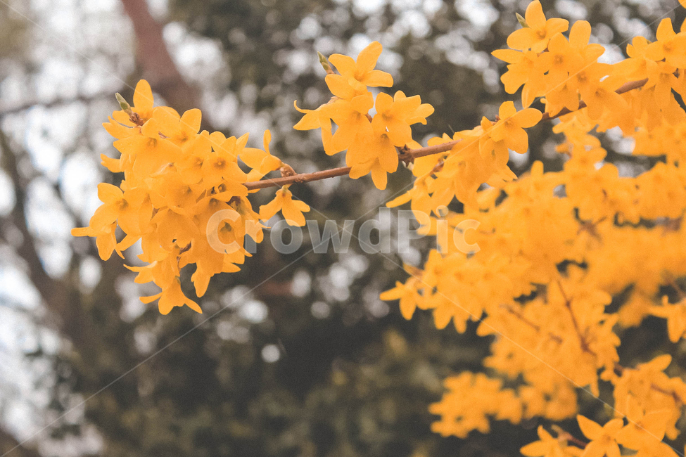 개나리,꽃,봄,노란꽃,spring,flower