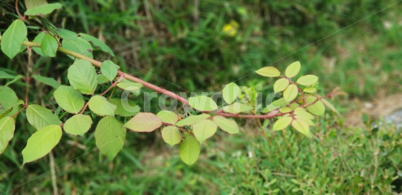 나무가지,초록,초록잎,잎사귀,흙,정원,뜰,화단,풀,leaf,잎,식물,자연