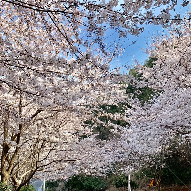벚꽃,봄,자연,하늘,해안도로