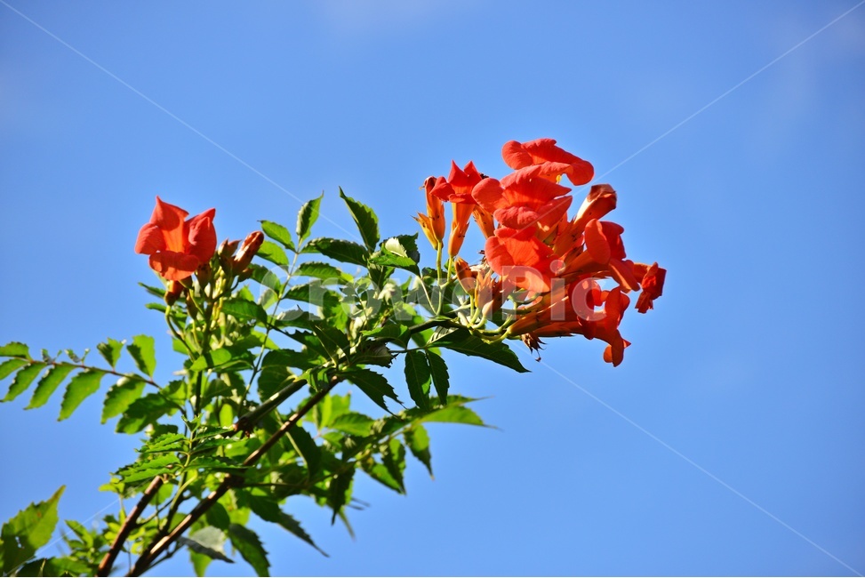 plant,식물,flower,blossom,꽃,leaf,잎,능소화,식물,자연,plants,nature,꽃,flower