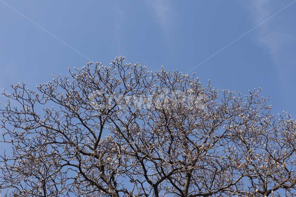 싹,하늘,겨울,봄,목련,식물,자연,plants,nature,나무,trees,wood