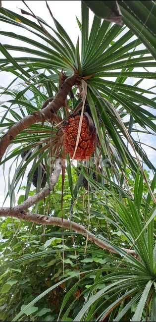 plant,식물,tree,palmtree,arecaceae,주황색,침엽수,야자수,나무,열매,과일,식물,자연,plants,nature