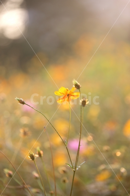 들꽃마루,들꽃,코스모스,황화,감성,느낌,꽃,꽃사진,배경,ppt,가을,계절,fall,autumn,season,휴식,힐링,rest,relaxation,healing,식물,자연,plants,nature,꽃,flower,감성,sensible,feeling,plant