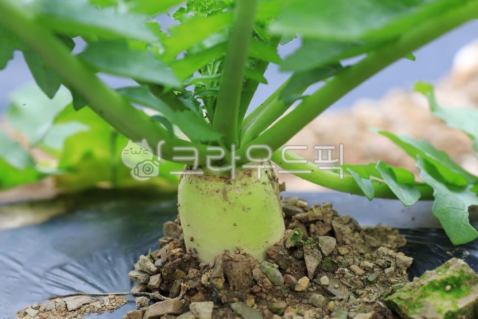 무, 무우, radish, 채소, vegetable, 사진,이미지,일러스트,캘리그라피 - 고운경작가