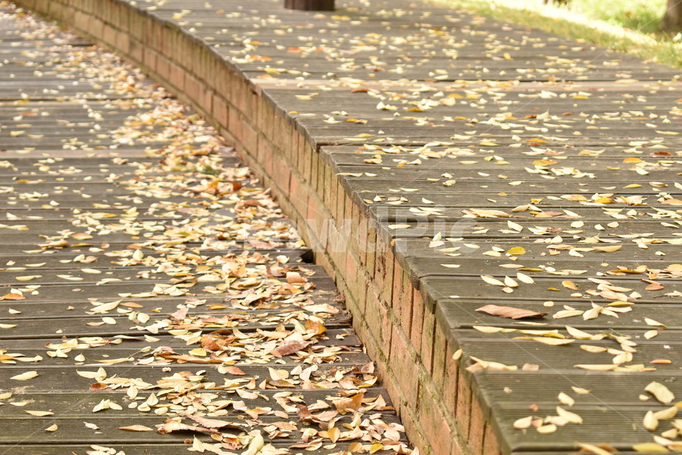 가을,나뭇잎,단풍,자리,통로,가을,계절,fall,autumn,season,path,brick,벽돌