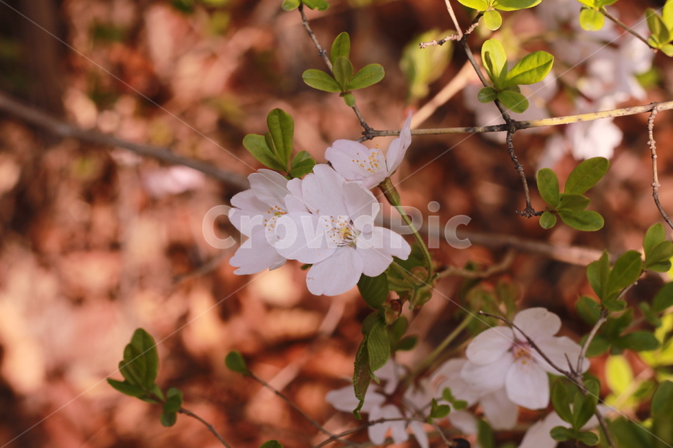 꽃,봄꽃,식물,flower,plants,봄,계절,spring,season,식물,자연,plants,nature,꽃,flower,plant,blossom,geranium,제라늄