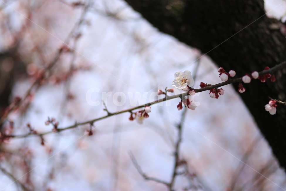 매화,봄,꽃,flower,자연,식물,spring,봄,계절,spring,season,식물,자연,plants,nature,꽃,flower,plant