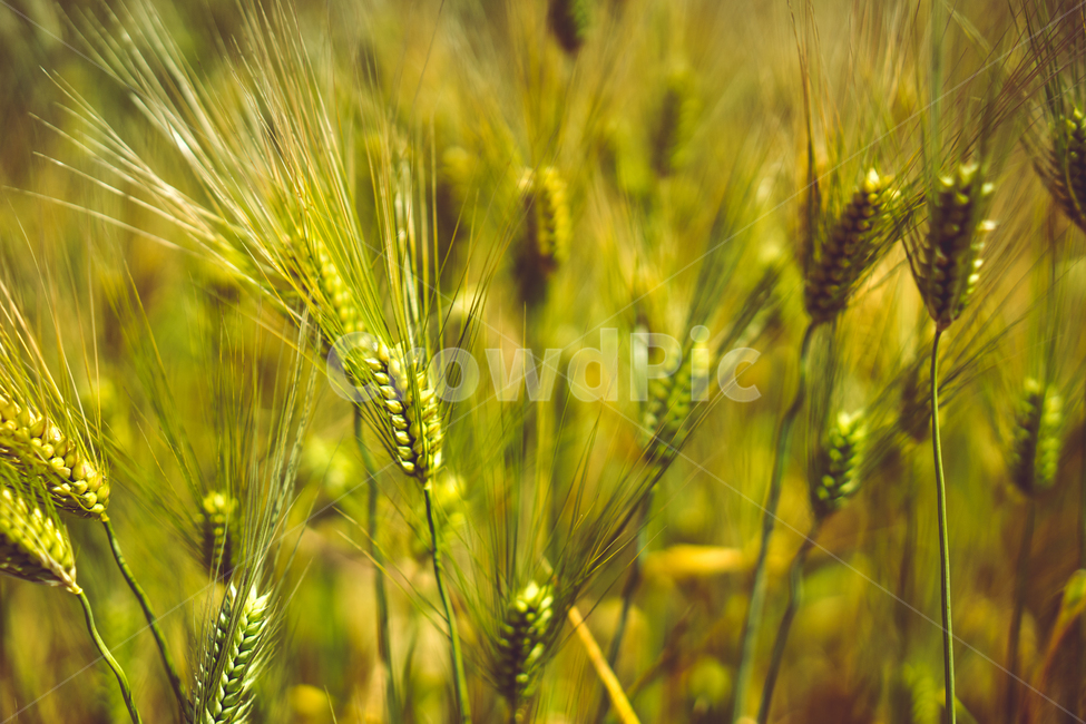 자연,봄,가을,계절,감성,식물,자연,plants,nature