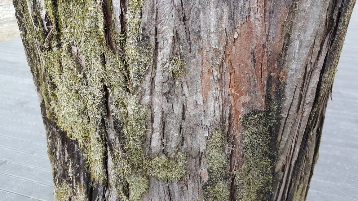 나무,공원,나무껍질,무늬,겨울,겨울나무,이끼,식물,자연,plants,nature,나무,trees,wood