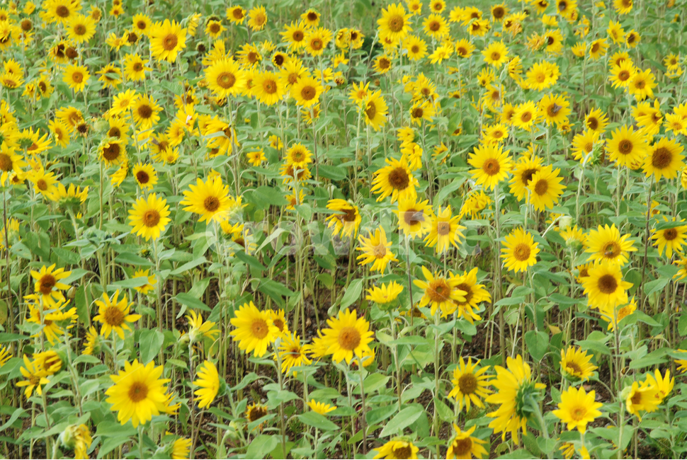 해바라기,가을,가을꽃,노랑꽃,계절,여름,계절,summer,season,가을,fall,autumn,식물,자연,plants,nature,꽃,flower,plant,blossom,sunflower