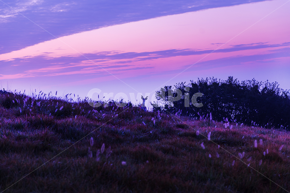 꽃사슴,굴업도,새벽,여명,수크렁,아름다운여명,자연,풍경,nature,landscape,동물,animal,포유류,mammal,색깔,색상,색채,색감,color sense,color sensitivity,feeling of color