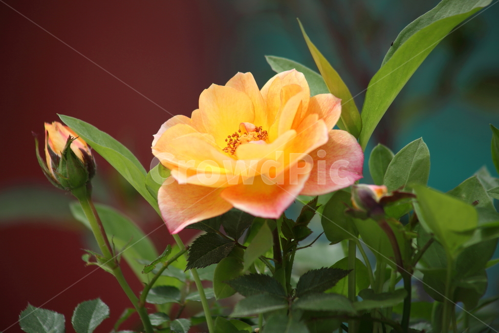장미,꽃,봄,덩굴식물,rose