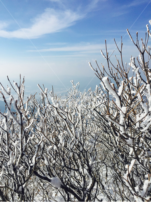nature,자연,outdoors,옥외,ice,빙,snow,눈,frost,서리,겨울산,나무,나무가지,겨울,계절,winter,season