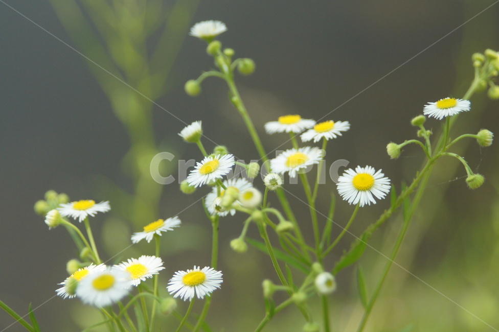 plant,식물,flower,꽃,wildflower,white,식물,자연,plants,nature,꽃,flower