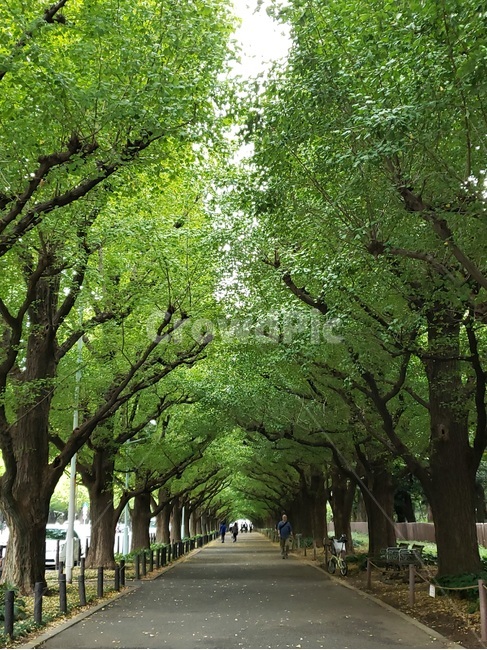 나무,숲,초록,그린,이너피스