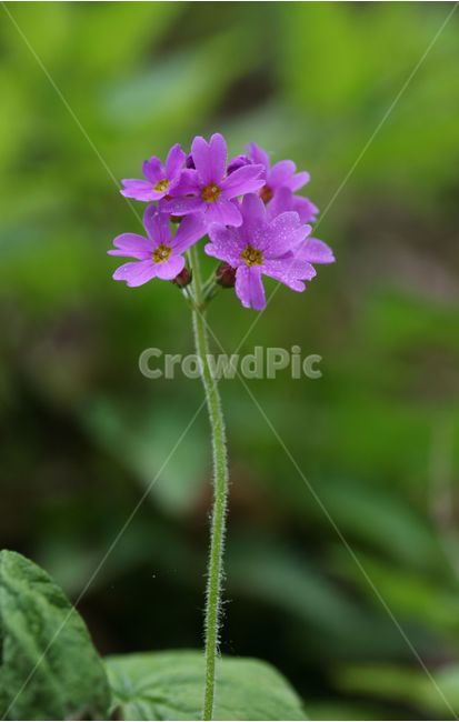 꽃,식물,앵초,접사,야생화,분홍꽃,식물,자연,plants,nature,꽃,flower