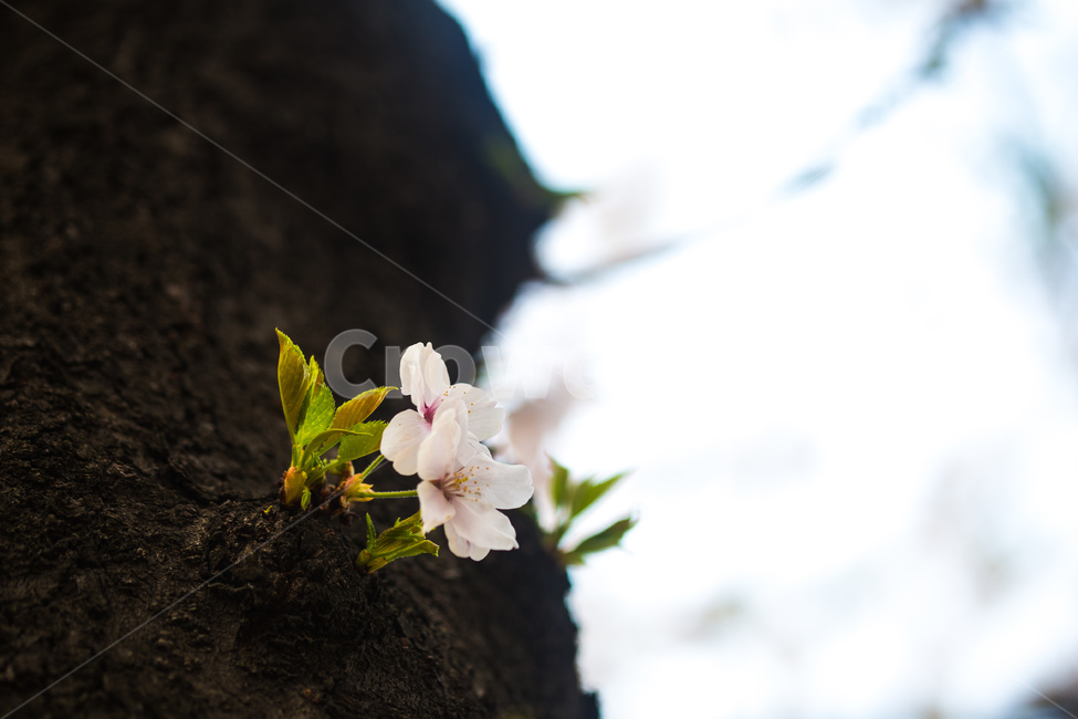 spring,cherryblossoms,pink,warm,벚꽃,분홍색,핑크색,봄,따듯함,plant,식물,pollen