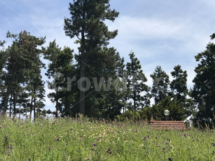 제주도,자연,무보정,감성사진,들판,나무,의자,자연,풍경,nature,landscape,tree,plant,식물,fir,전나무,outdoors,옥외
