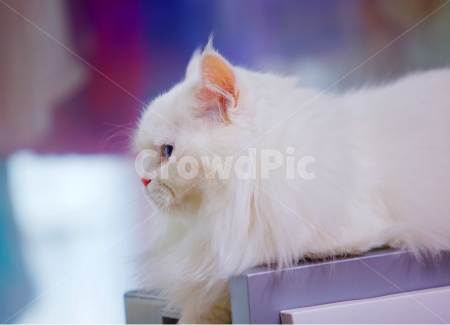 고양이,냐옹이,냥냥,집사,cat,cats,개냥이,야용이,반려묘,터키쉬앙고라,pet,mew,야옹,냥냥펀치,동물,animal,포유류,mammal,고양이,cat,kitten,kitty