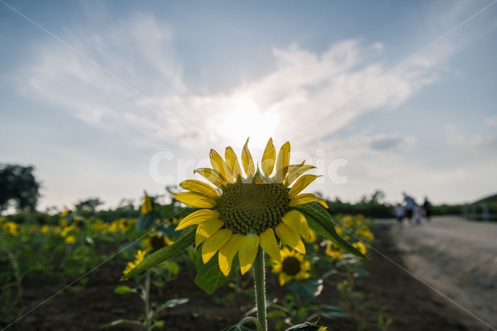 꽃,해바라기,빛,하늘,노랑,감성사진,밭,한국적,사진,식물,자연,plants,nature,꽃,flower