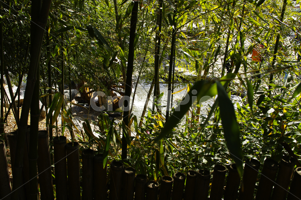 댓잎,숲,물레방아,나무,초록,자연,풍경,nature,landscape,plant,식물,bamboo,대나무