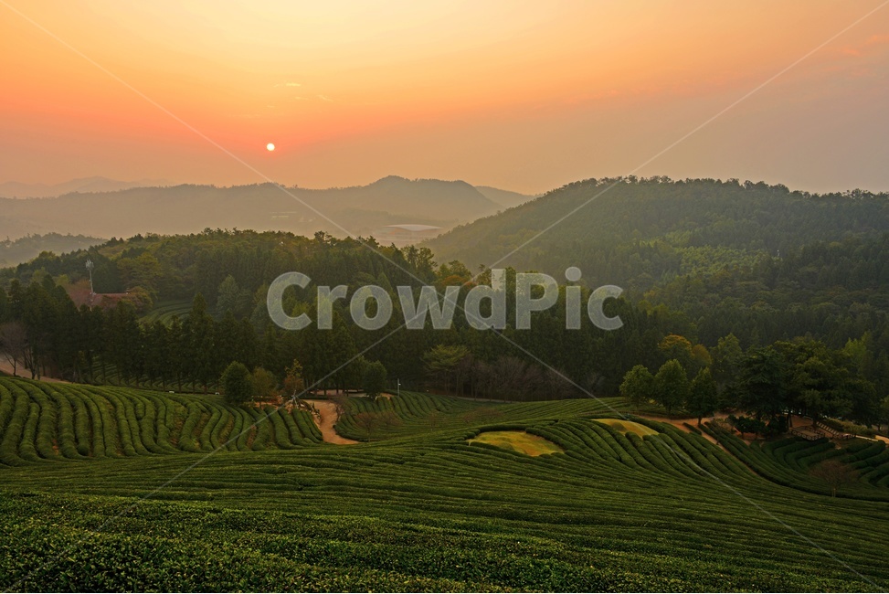 보성,대한다원,대한다원일출,outdoors,옥외,field,들,nature,자연,자연,풍경,nature,landscape