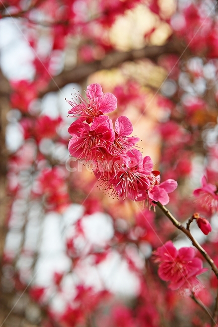 홍매화,매화,매화꽃,꽃,봄꽃,꽃잎,식물,자연,공원,봄,식물,자연,plants,nature,꽃,flower