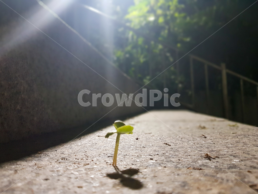 풀,빛,돌,계단,초록,어둡,식물,plant,식물,자연,plants,nature