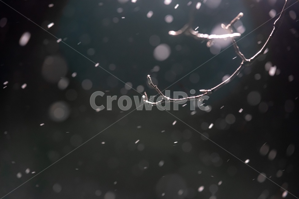snow,winter,눈,나무,겨울,배경흐림,night,야간,보케,bokeh