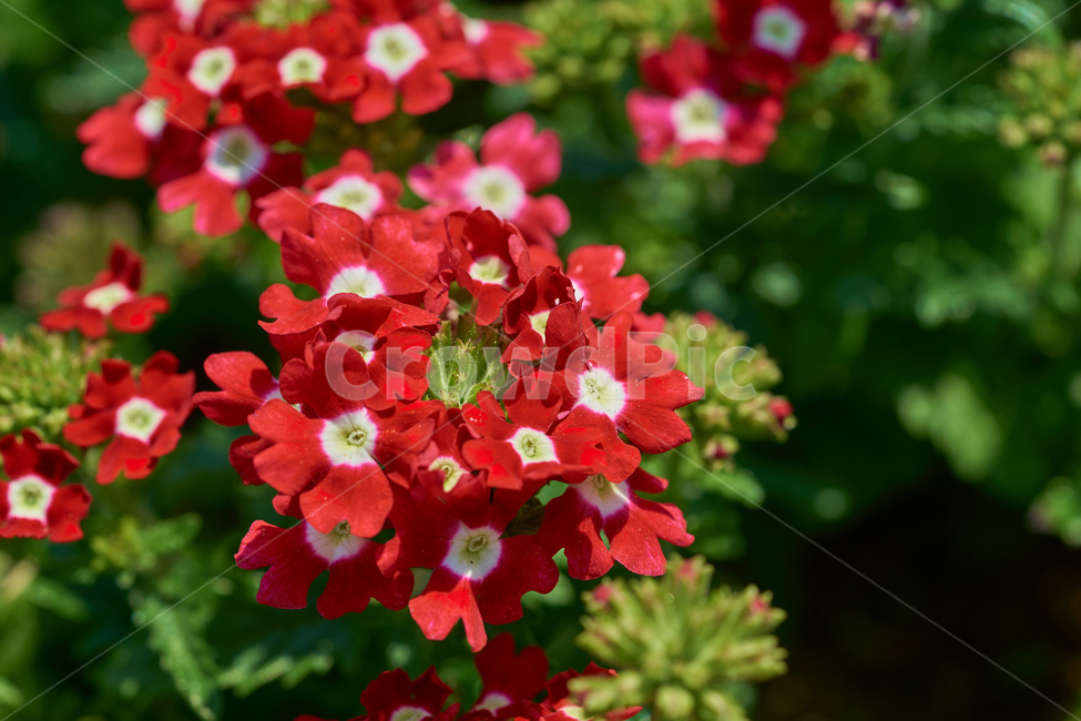 꽃,식물,마편초,붉은색,붉은꽃,꽃밭,봄,개화,식물,자연,plants,nature,꽃,flower
