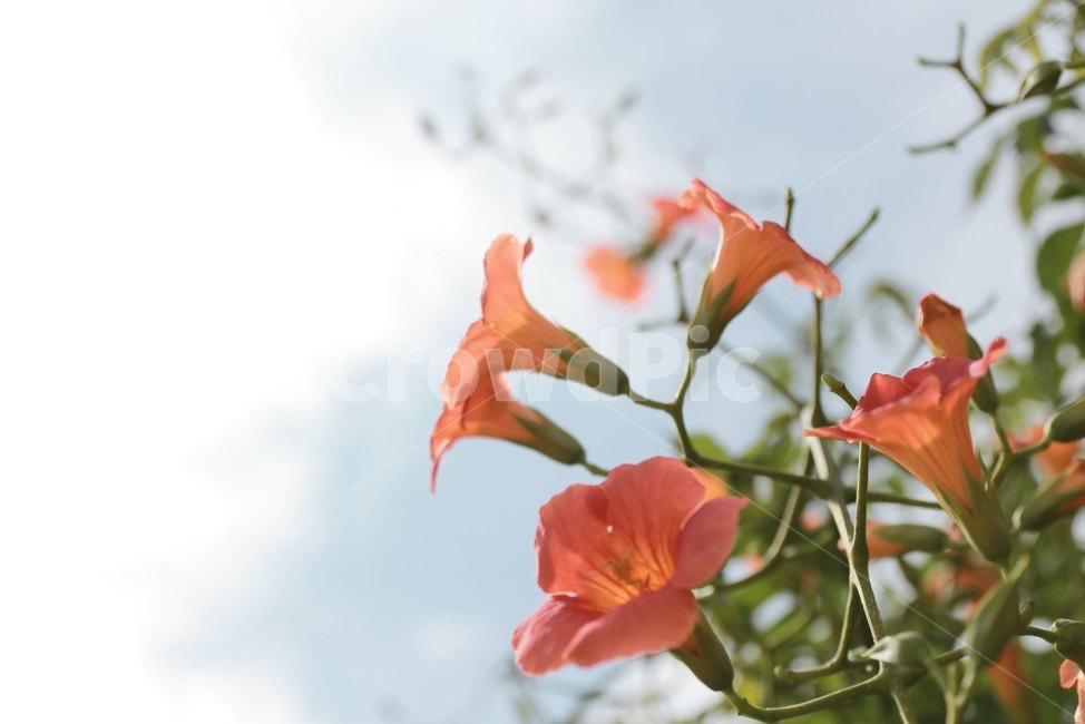 능소화,여름꽃,주황색,꽃,감성,식물,자연,plants,nature,꽃,flower