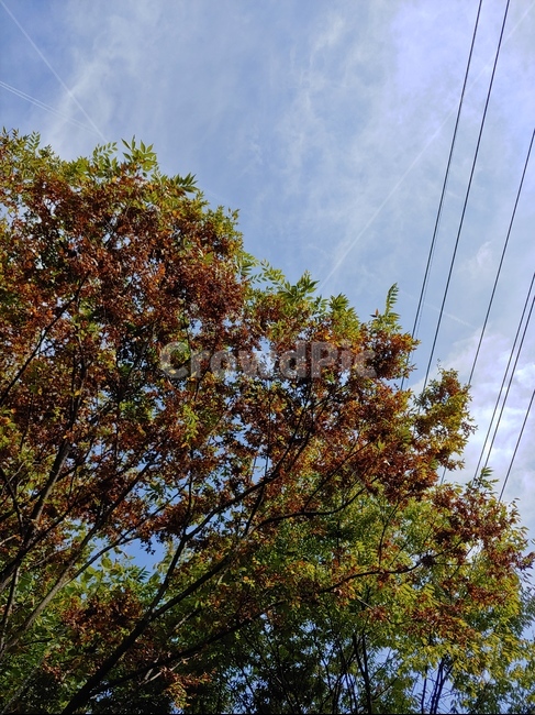 나무,tree,sky,하늘,통로,자연,풍경,nature,landscape
