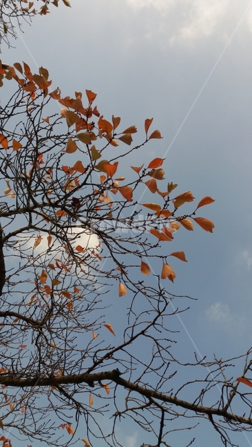 겨울나무,겨울,빈가지,낙엽,마지막잎새,tree,겨울,계절,winter,season,식물,자연,plants,nature,나무,trees,wood