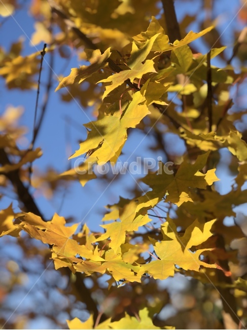 잎,leaf,식물,tree,나무,가을,가을,계절,fall,autumn,season,식물,자연,plants,nature
